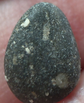 LE41 Crinoid Fragments