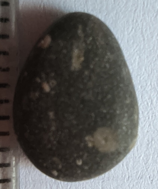 LE41 Crinoid Fragments