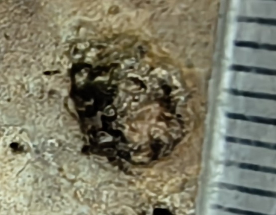 RR7 Crinoid Impression