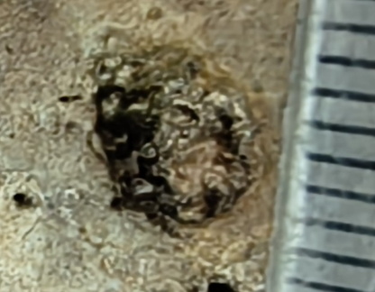 RR7 Crinoid Impression