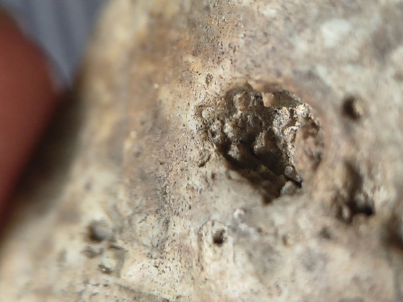 RR7 Crinoid Impression