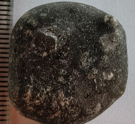 LE43 Indeterminate Brachiopod impression