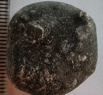 LE43 Indeterminate Brachiopod impression