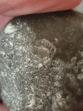 LE43 Indeterminate Brachiopod impression