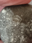 LE43 Indeterminate Brachiopod impression