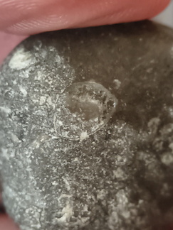 LE43 Indeterminate Brachiopod impression