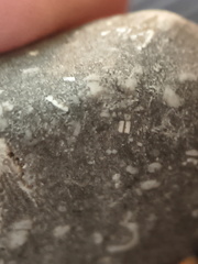 LE47 Crinoid Packstone 