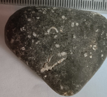 LE47 Crinoid Packstone 