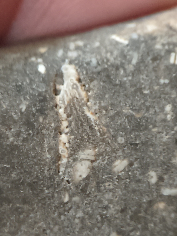 LE47 Crinoid Packstone 