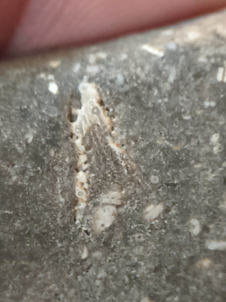 LE47 Crinoid Packstone 