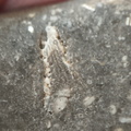 LE47 Crinoid Packstone 