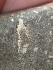 LE47 Crinoid Packstone 
