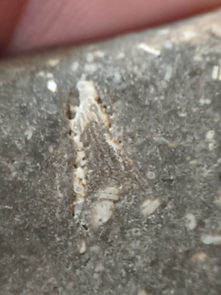 LE47 Crinoid Packstone 