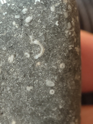 LE47 Crinoid Packstone 