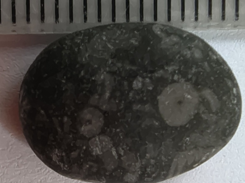 LE49 Crinoid Packstone