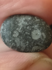 LE49 Crinoid Packstone