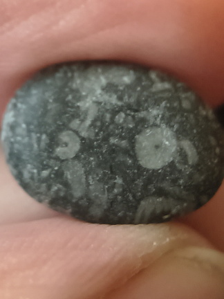 LE49 Crinoid Packstone