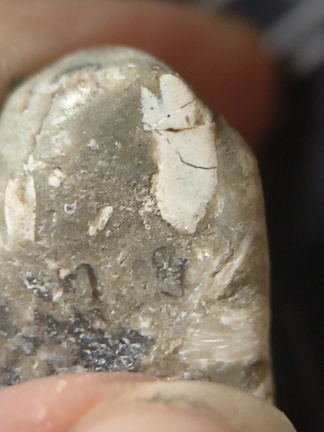 LE51 Bryozoans, Crinoid Fragments, and Shell Debris