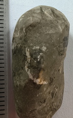 LE51 Bryozoans, Crinoid Fragments, and Shell Debris