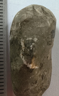 LE51 Bryozoans, Crinoid Fragments, and Shell Debris