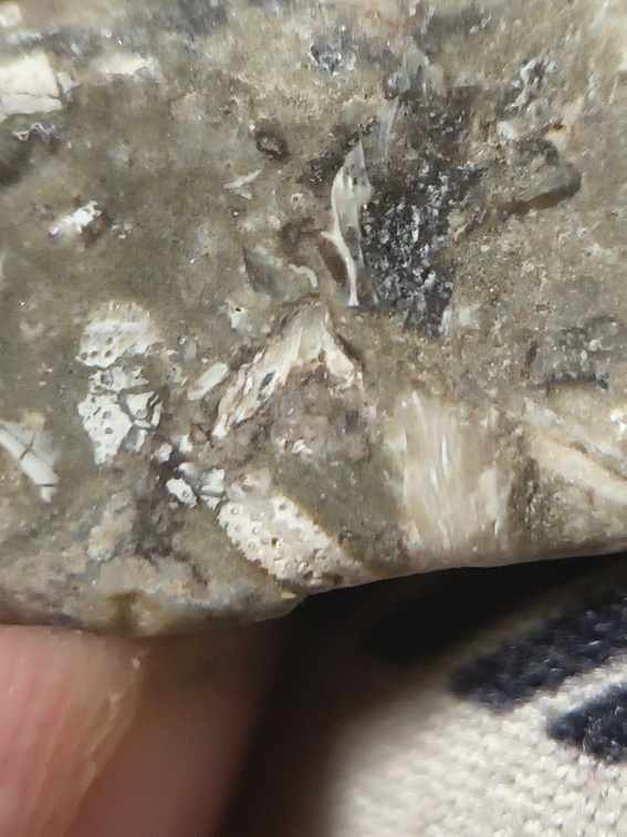 LE51 Bryozoans, Crinoid Fragments, and Shell Debris