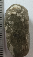 LE51 Bryozoans, Crinoid Fragments, and Shell Debris