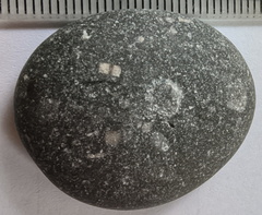 LE52 Crinoid Fragments