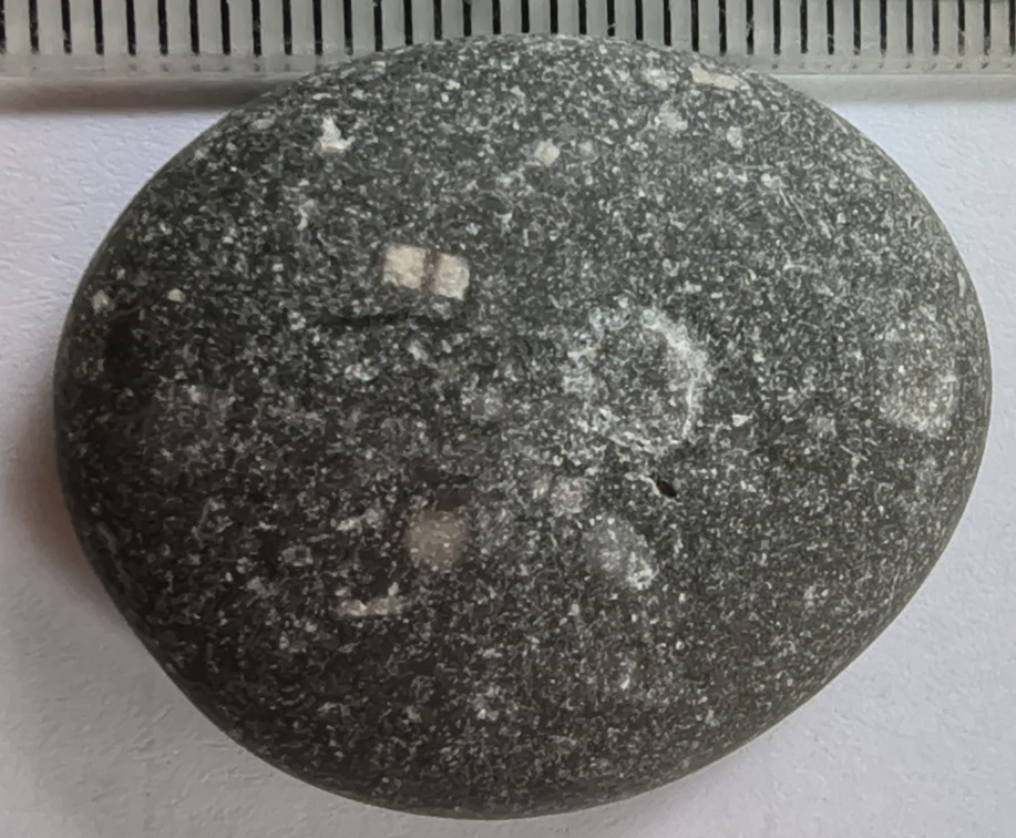 LE52 Crinoid Fragments