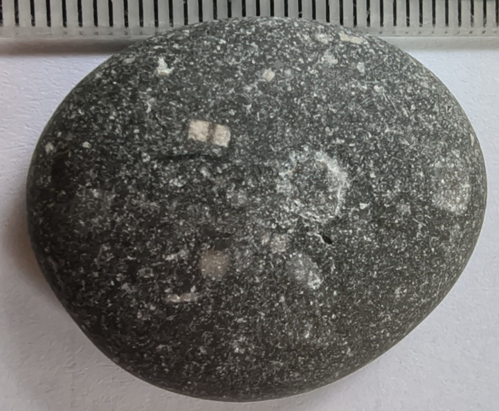 LE52 Crinoid Fragments