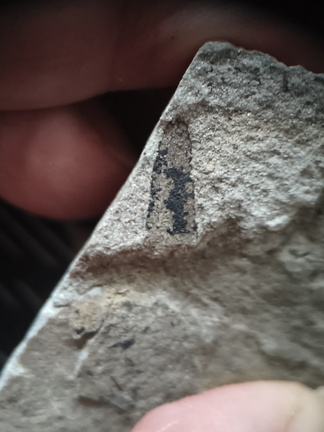 RR11 Plant Matter indet.