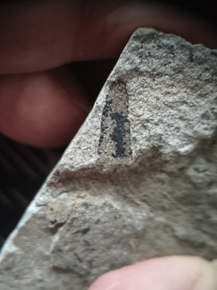 RR11 Plant Matter indet.