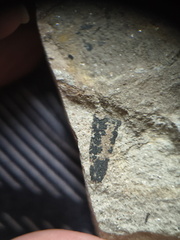 RR11 Plant Matter indet.