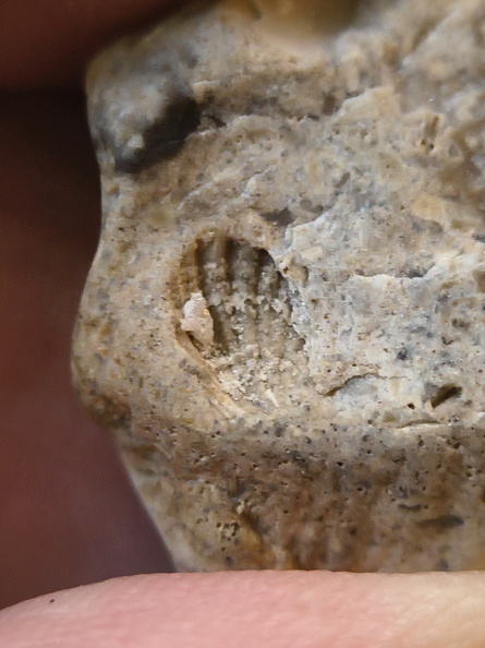 LE58 Fenestrate Bryozoan (Fenestella sp.) with Brachiopod Shell Impressions
