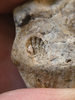 LE58 Fenestrate Bryozoan (Fenestella sp.) with Brachiopod Shell Impressions