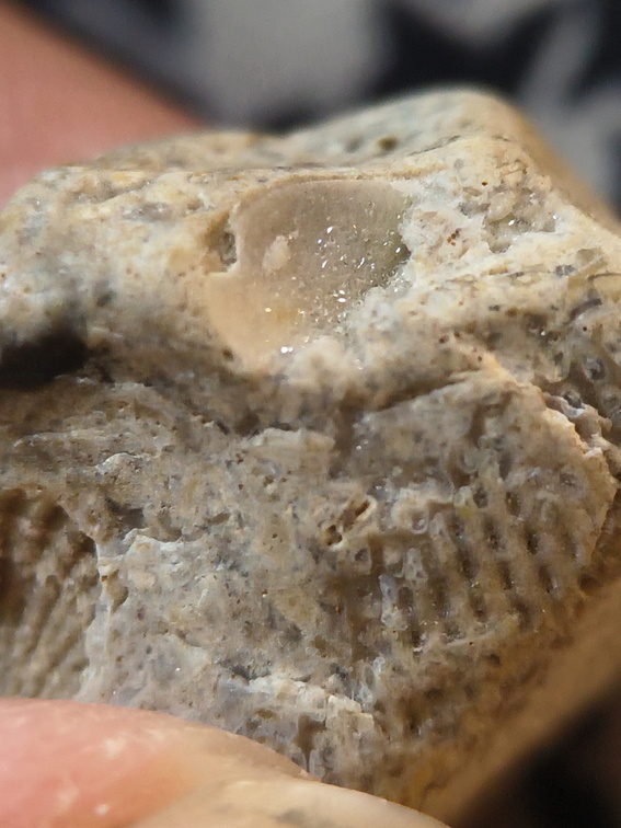 LE58 Fenestrate Bryozoan (Fenestella sp.) with Brachiopod Shell Impressions