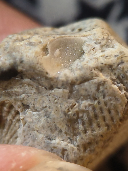 LE58 Fenestrate Bryozoan (Fenestella sp.) with Brachiopod Shell Impressions