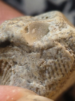 LE58 Fenestrate Bryozoan (Fenestella sp.) with Brachiopod Shell Impressions