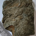 SRT2 Brachiopod Fragment Impression 