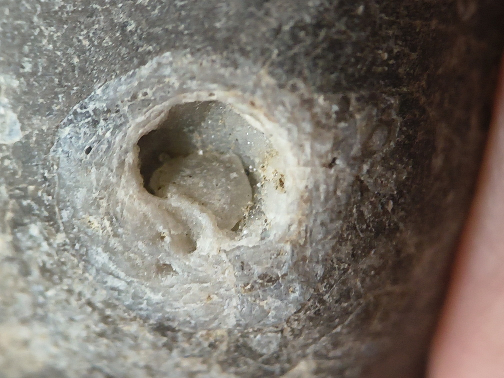 LE55 Solitary Rugose Coral 