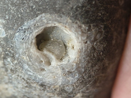 LE55 Solitary Rugose Coral 