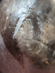 LE55 Solitary Rugose Coral 