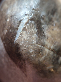 LE55 Solitary Rugose Coral 