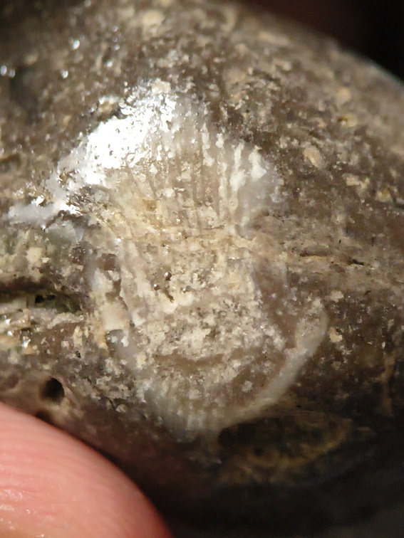 LE56 Solitary Rugose Coral with Crinoid Fragments