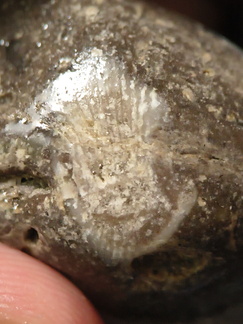 LE56 Solitary Rugose Coral with Crinoid Fragments