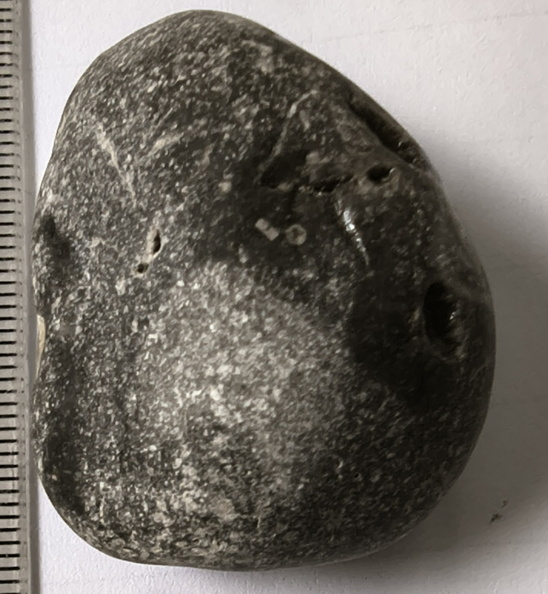 LE56 Solitary Rugose Coral with Crinoid Fragments