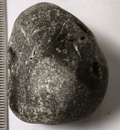 LE56 Solitary Rugose Coral with Crinoid Fragments