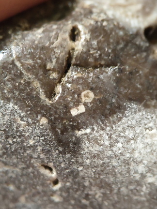 LE56 Solitary Rugose Coral with Crinoid Fragments