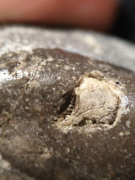 LE56 Solitary Rugose Coral with Crinoid Fragments