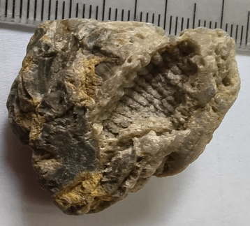 G3 Solitary Rugose Coral 