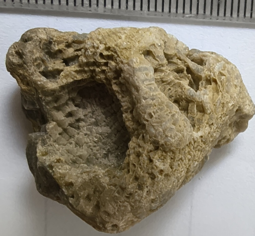 G3 Solitary Rugose Coral 